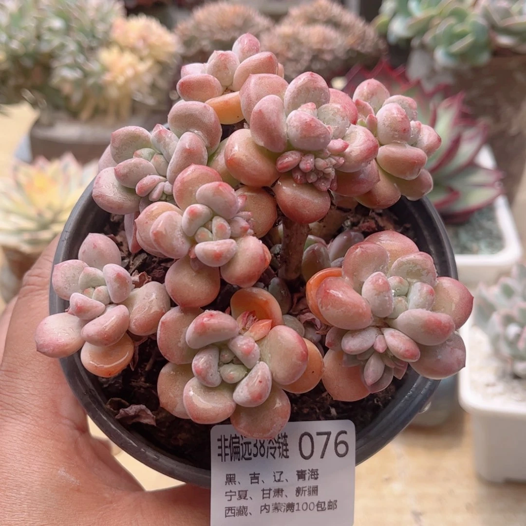 076白露德华多肉