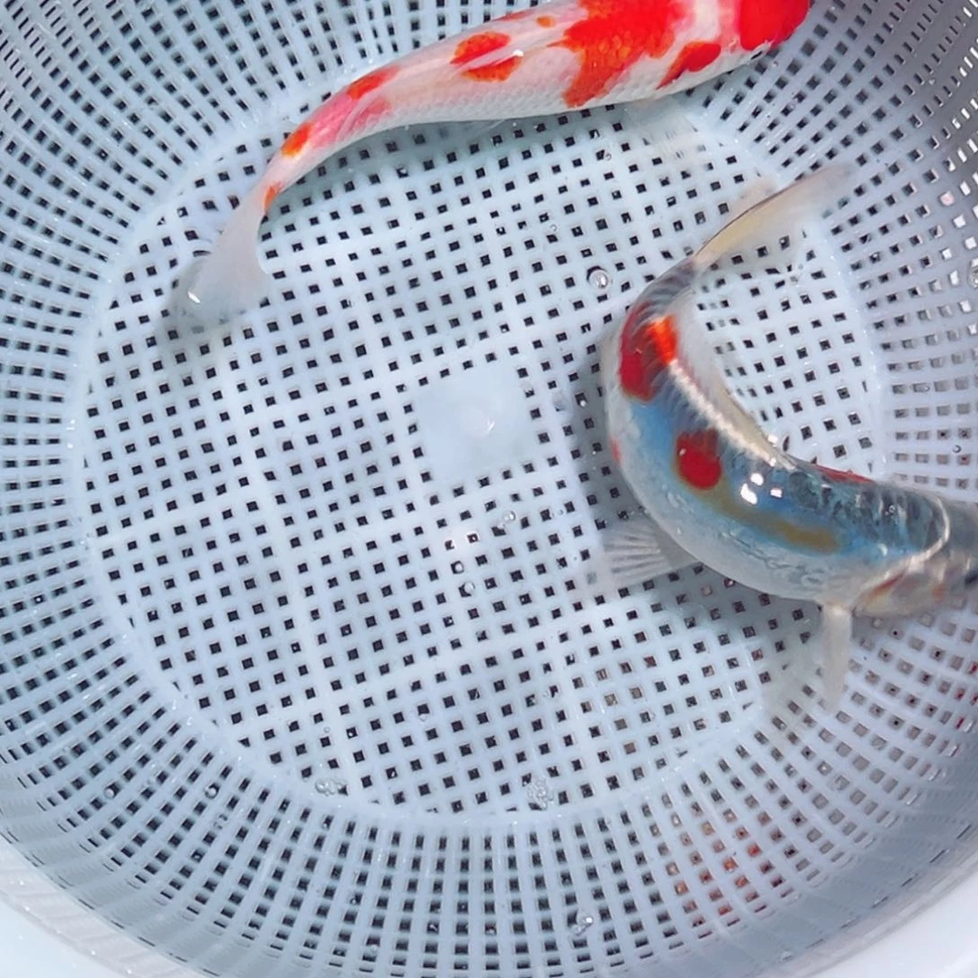 锦鲤锦鲤观赏鱼1111