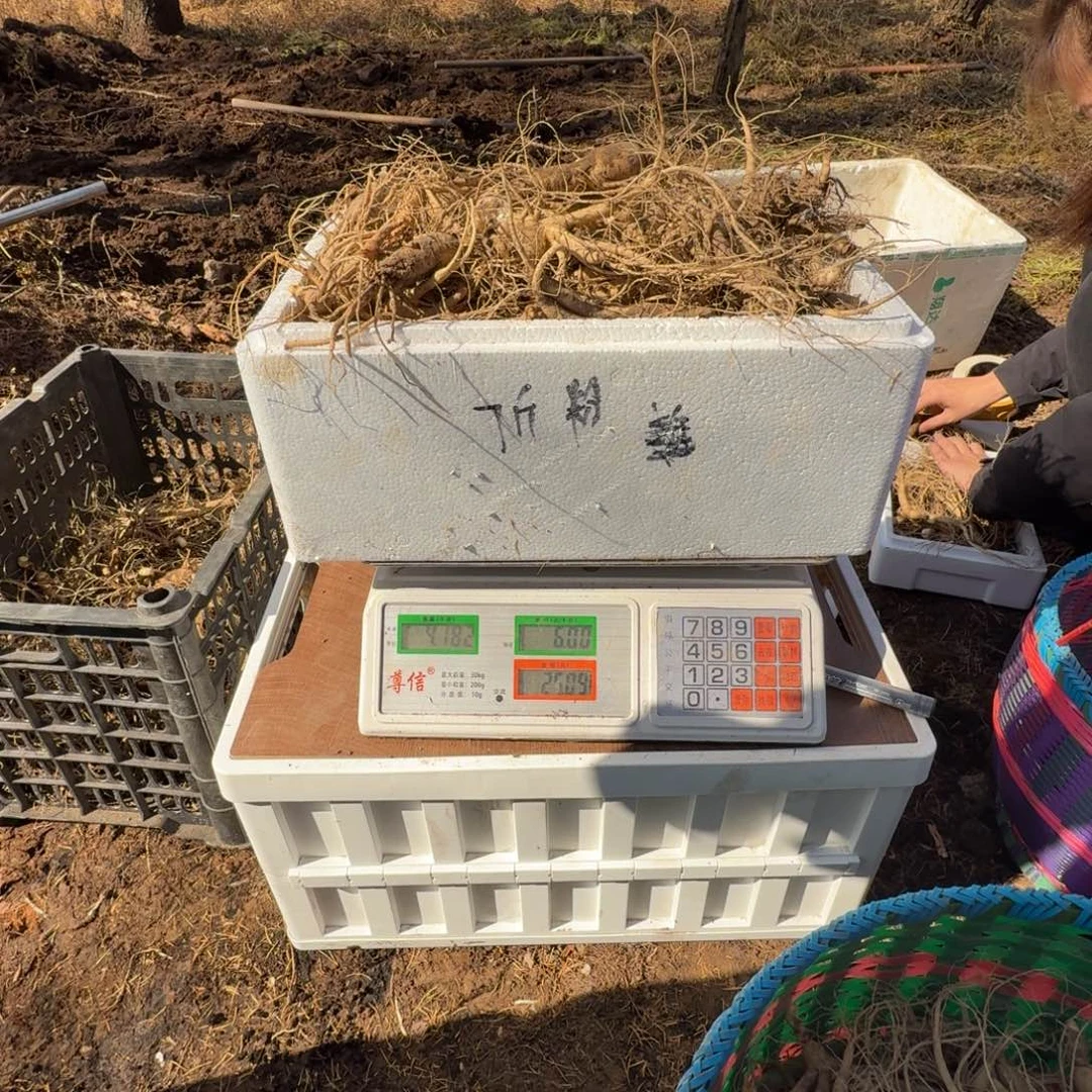 饭***哥林下参13年以上克2500g