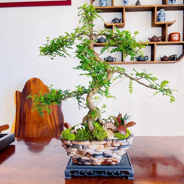 【鹅卵石盆】造型清香胡椒木盆景室内好养四季常青净化空气的绿植