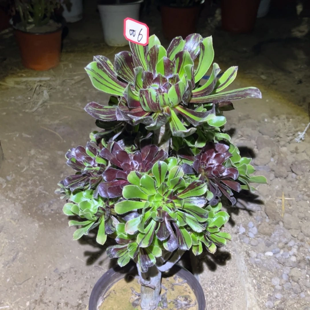 006多肉植物水墨丹青