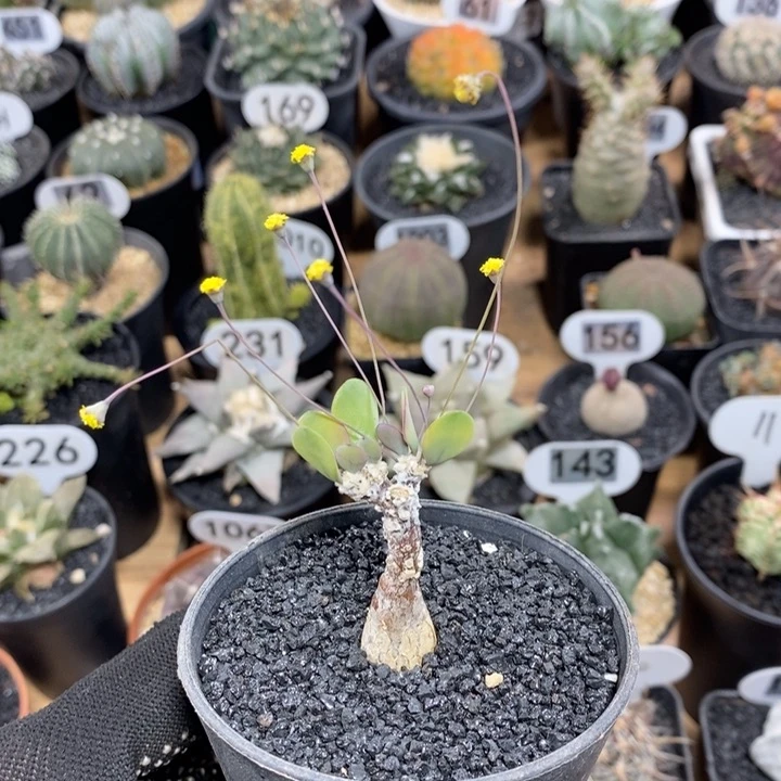 实生恩特美厚敦菊64号1.4cm