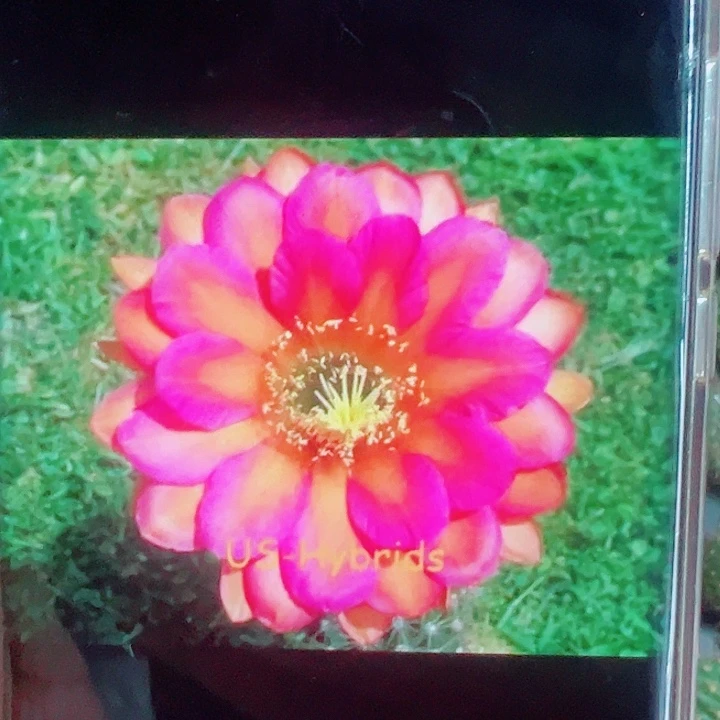 毛花柱克一布侧芽拍一发二