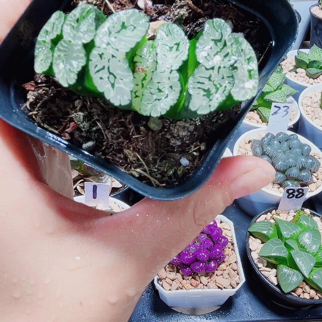 玄武玉扇多肉植物66666