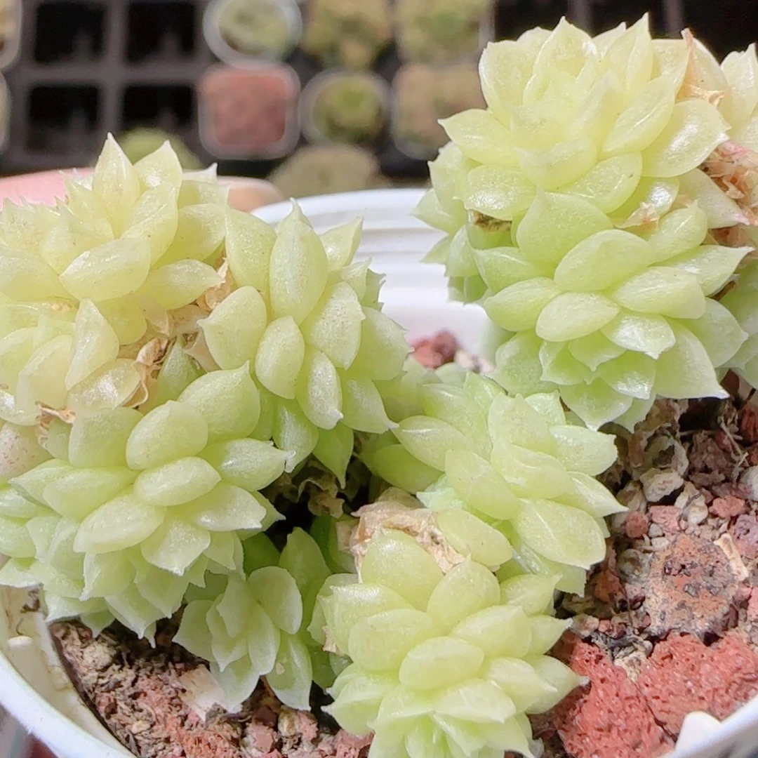 花语逸镜1114-150散