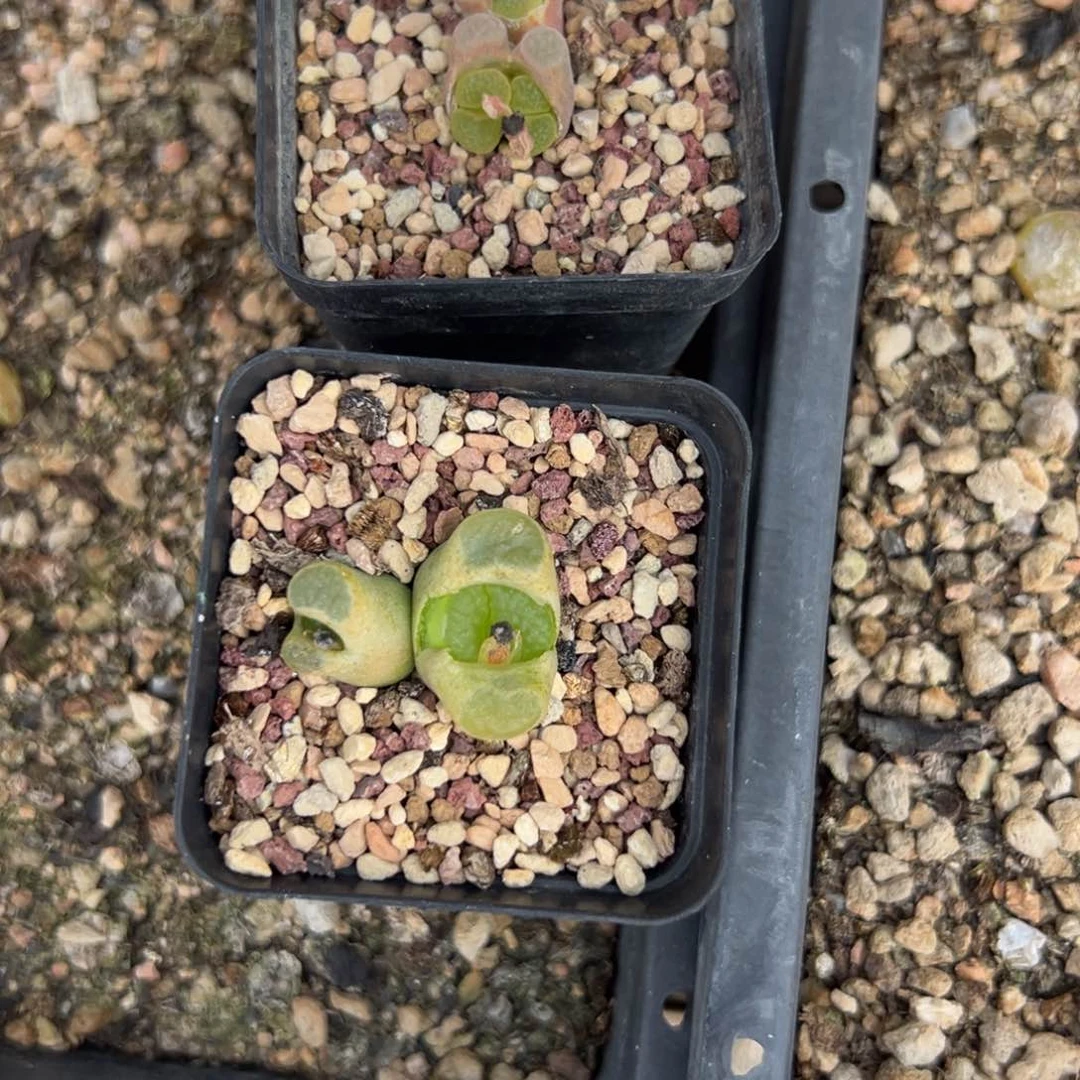 26-05量拍雪花磁铁风铃一颗