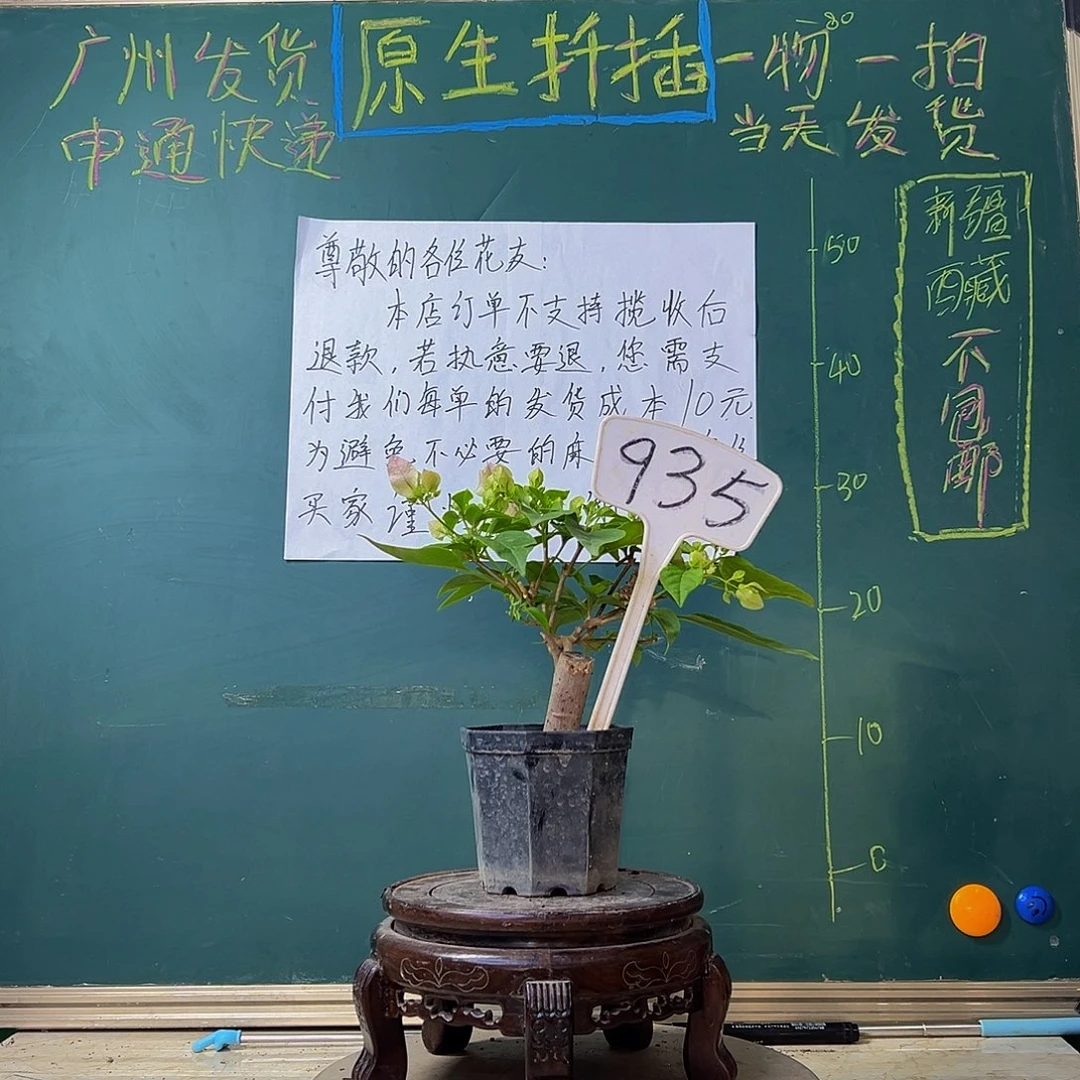 当前无花栽培后可以开花 广红樱 粗坨坨 935