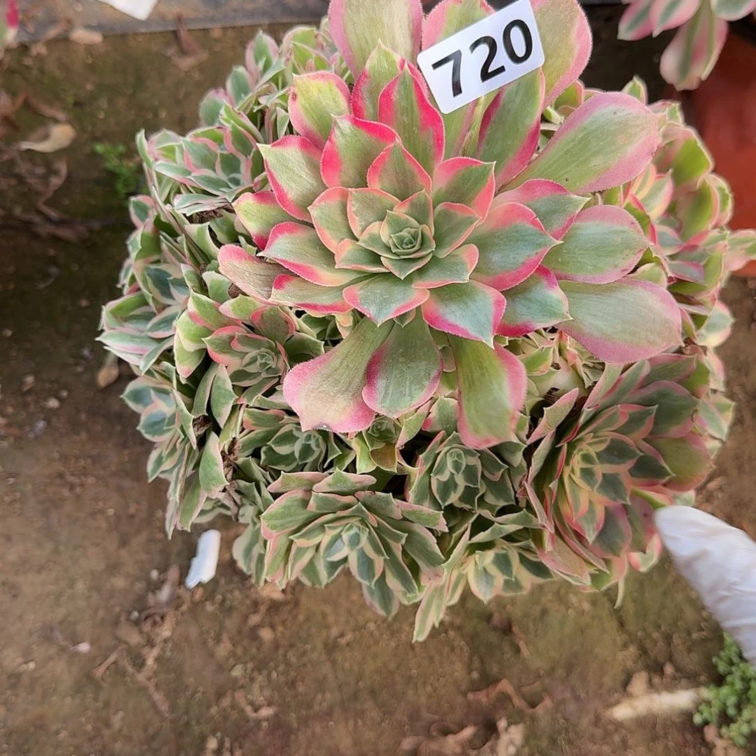 多肉植物邀约720号