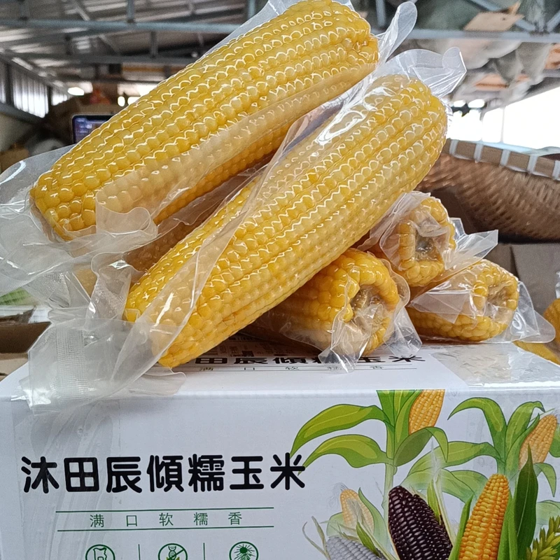 长白山火山岩精选糯玉米  黄玉米 220克/棒  10棒包邮 真空包装