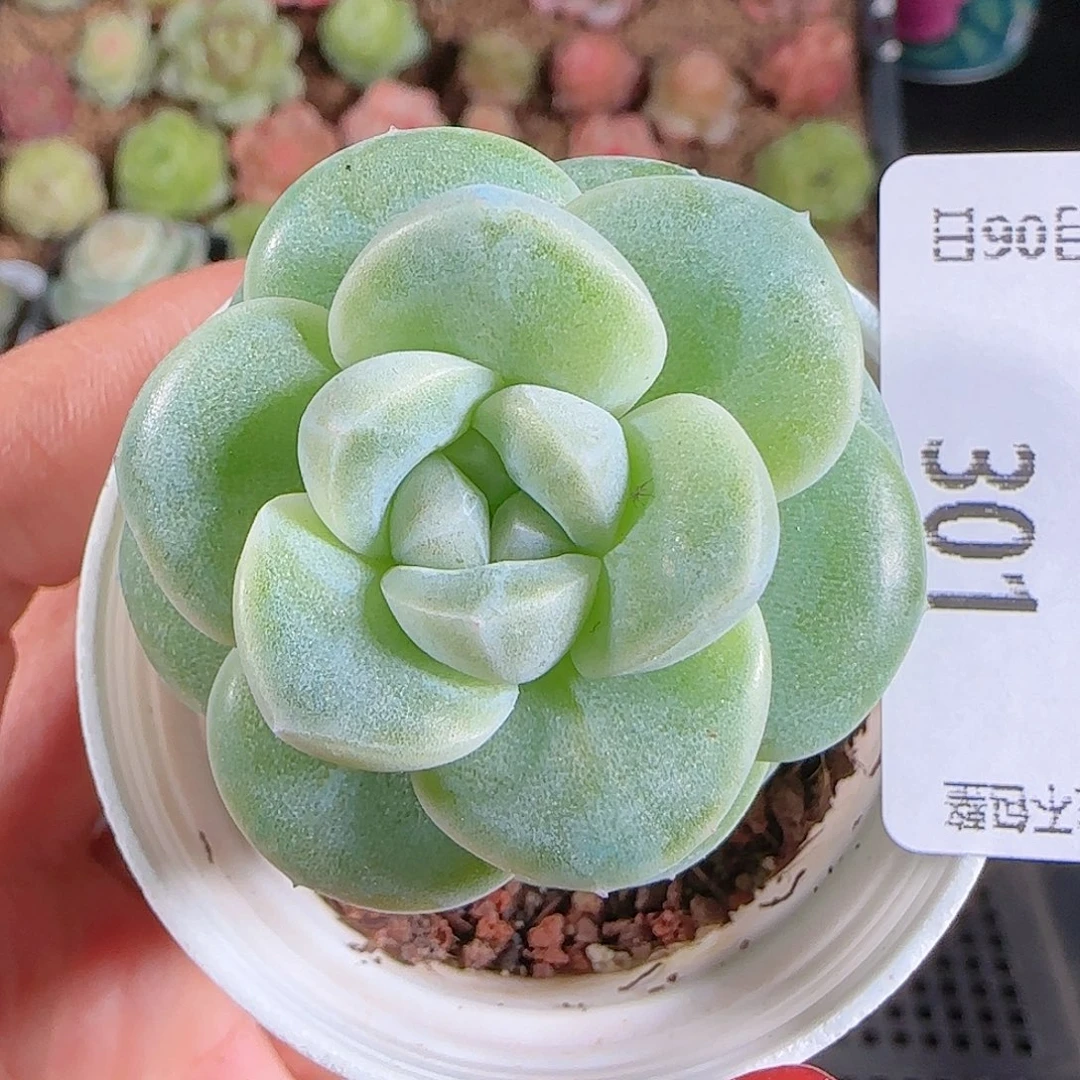 1206-301云璃一物一拍