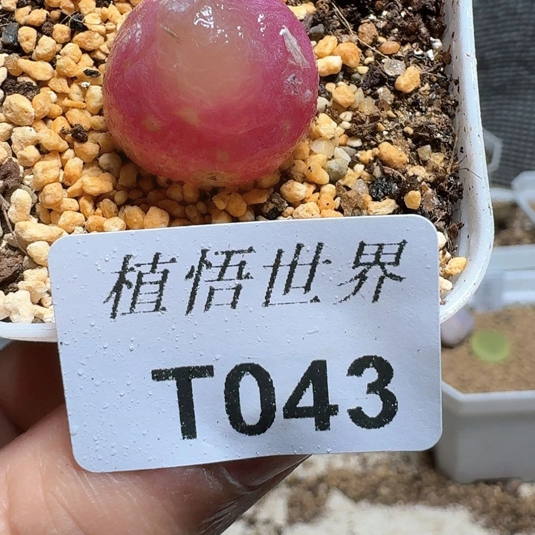 043盒多肉植物哇fv