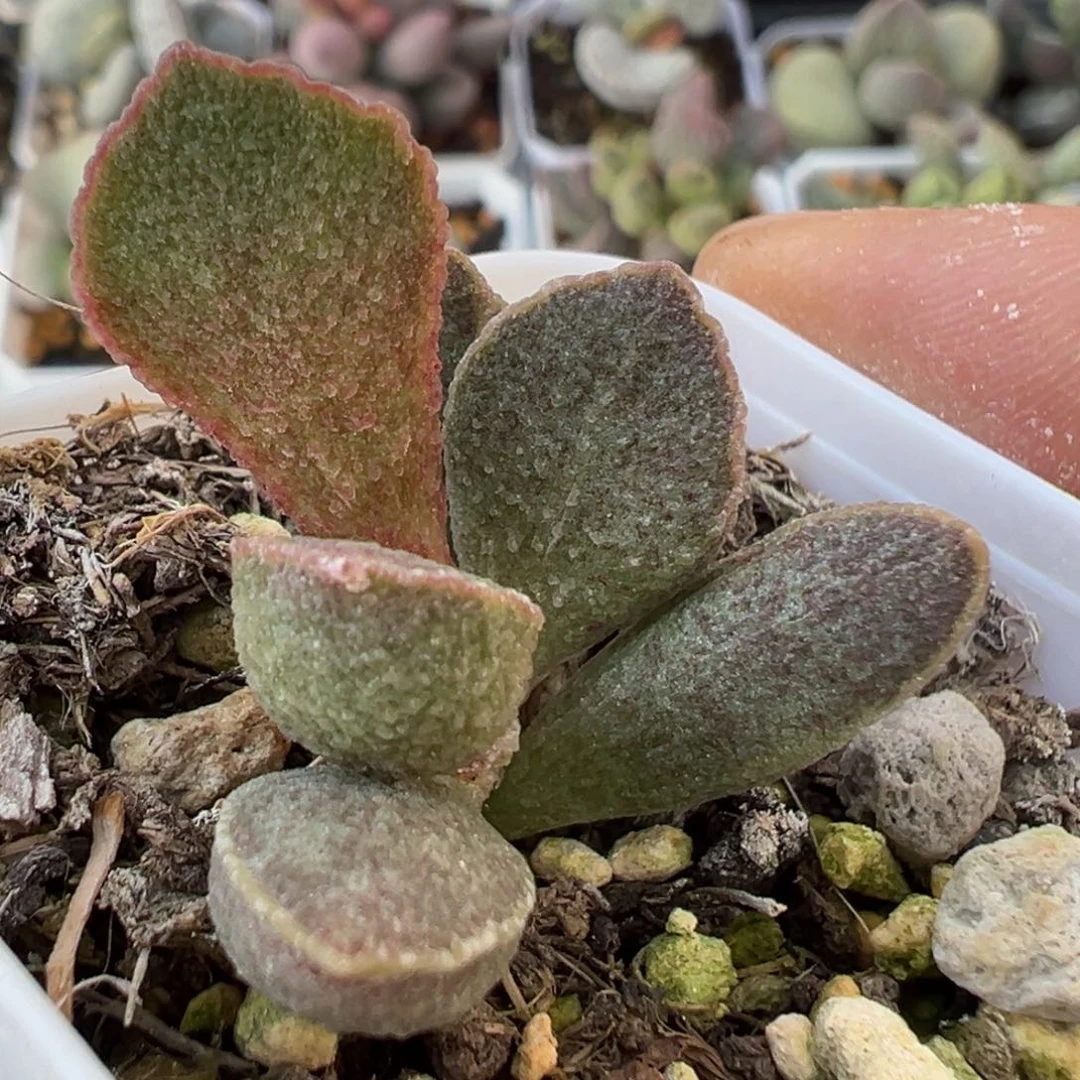 青龙水泡多肉植物水泡