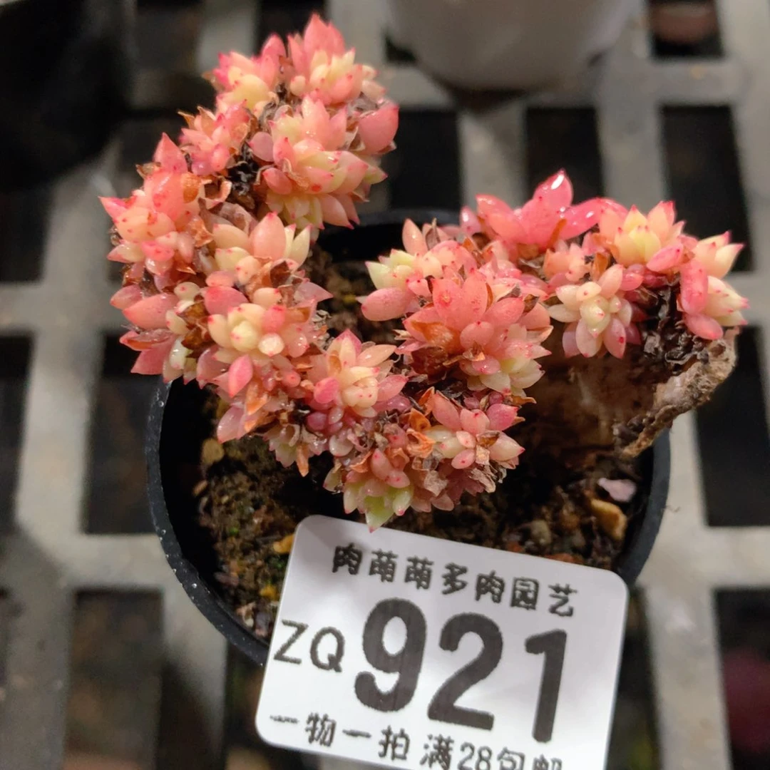 5CM拇指盆精控多肉ZQ921