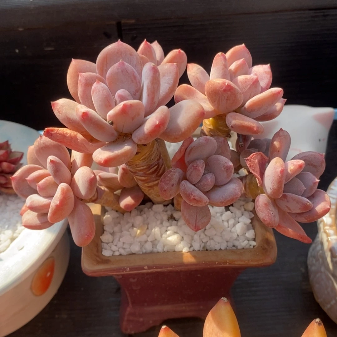 吴****呀无敌小可爱灰姑娘多肉植物