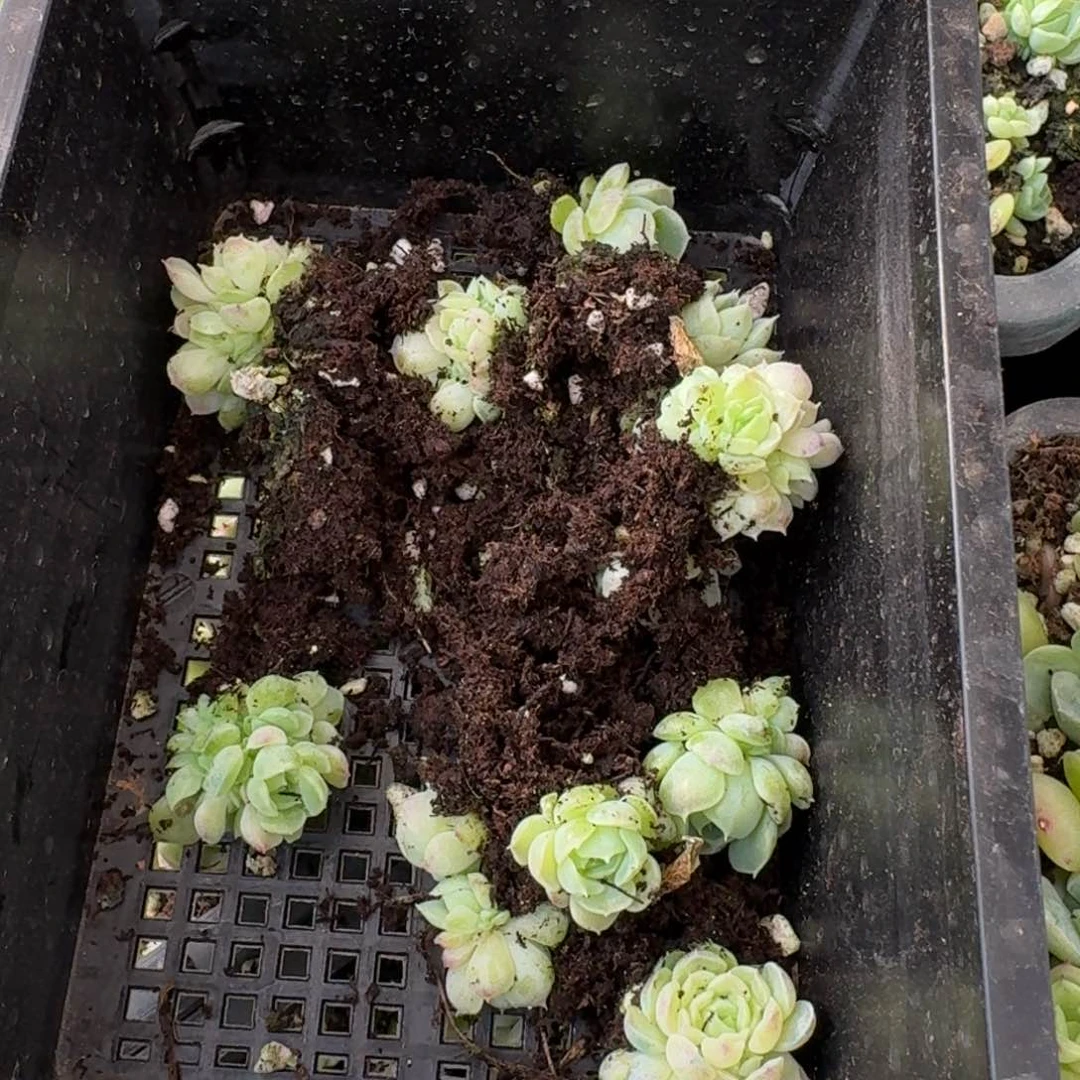 母猪体麦秆十棵量拍10-11