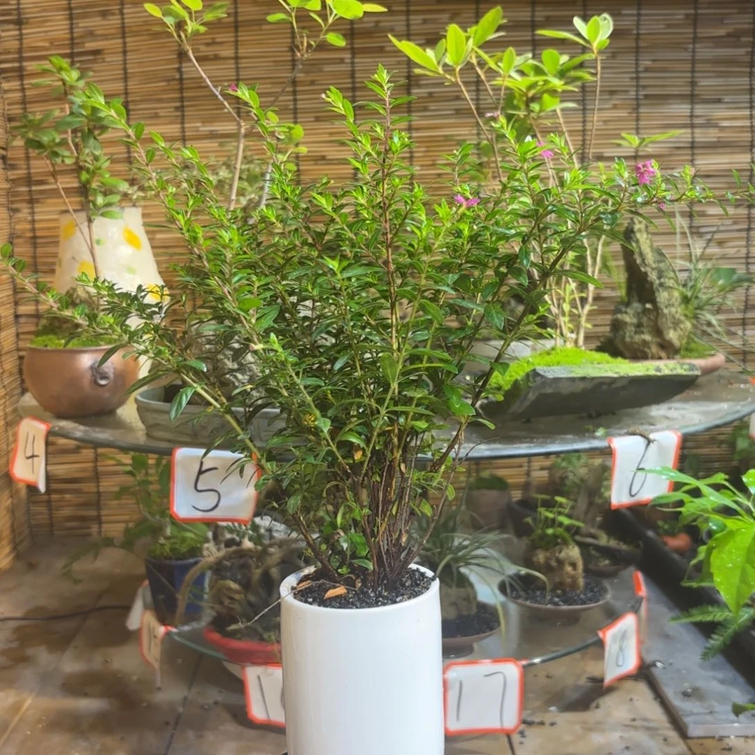 无花朵蕊***西退款拉黑 一物一拍146
