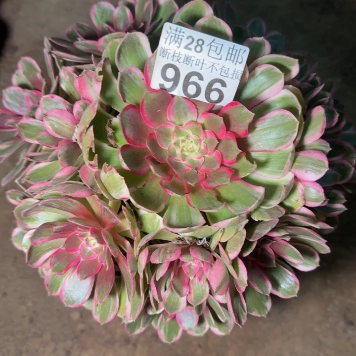 966南孔雀翎多肉植物