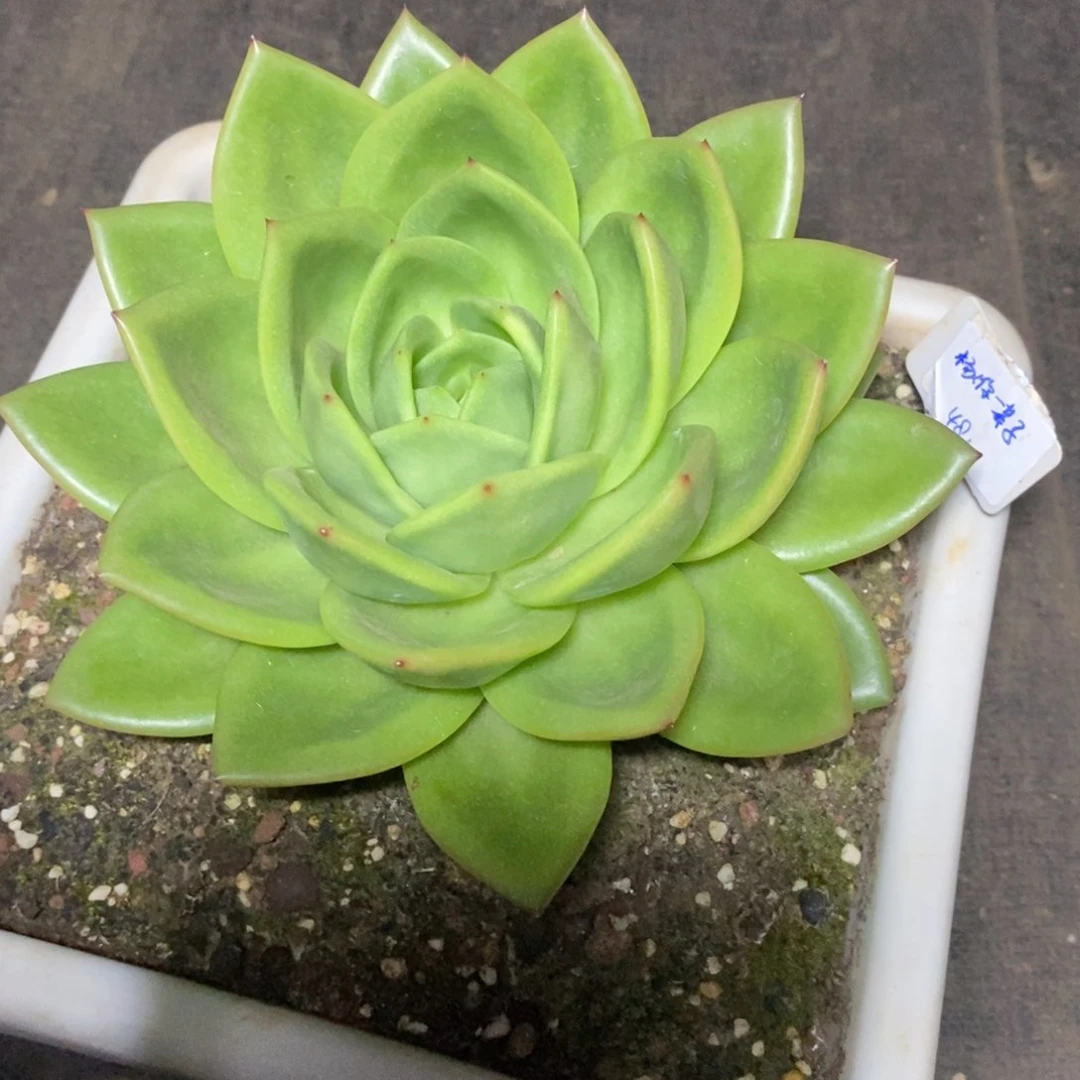 《****）福利特价翠花