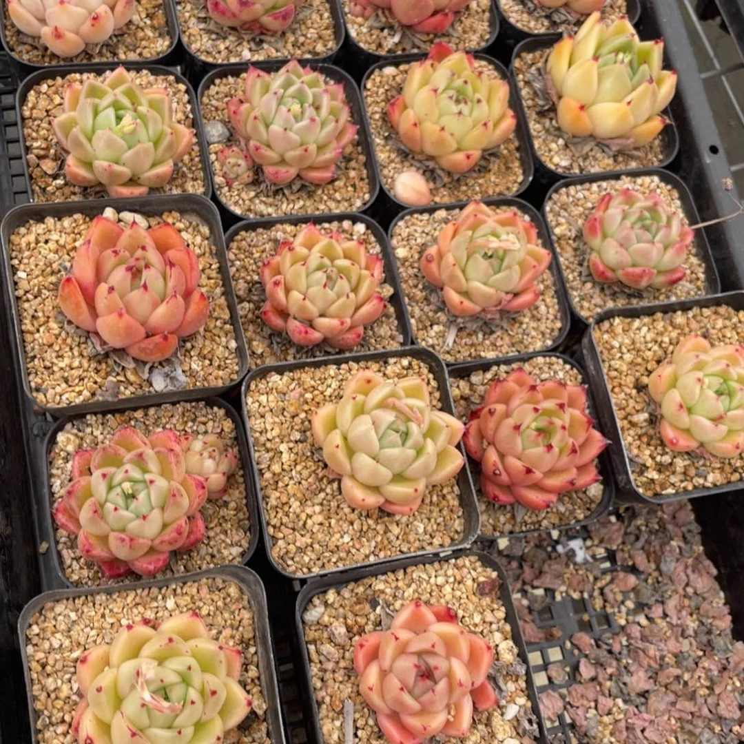 多肉植物十八个一组227