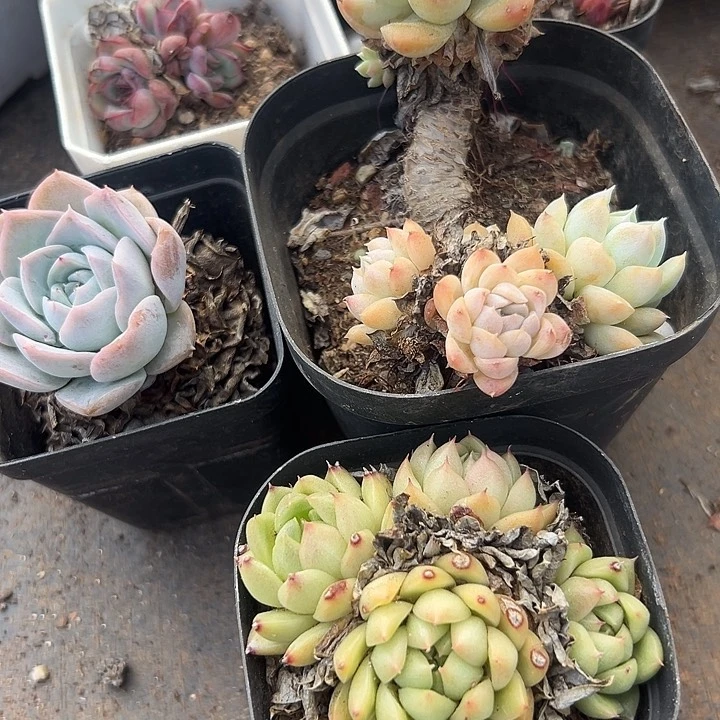 无花朵精品5颗。