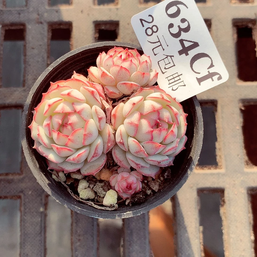 5厘米盆精控多肉634