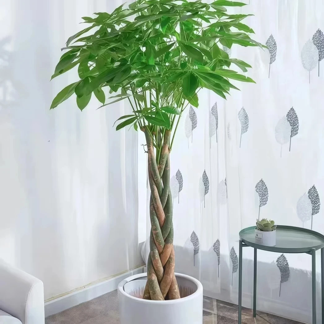 五辫发财树盆栽植物室内办公室好养绿植水培客厅花【高40-45公分】