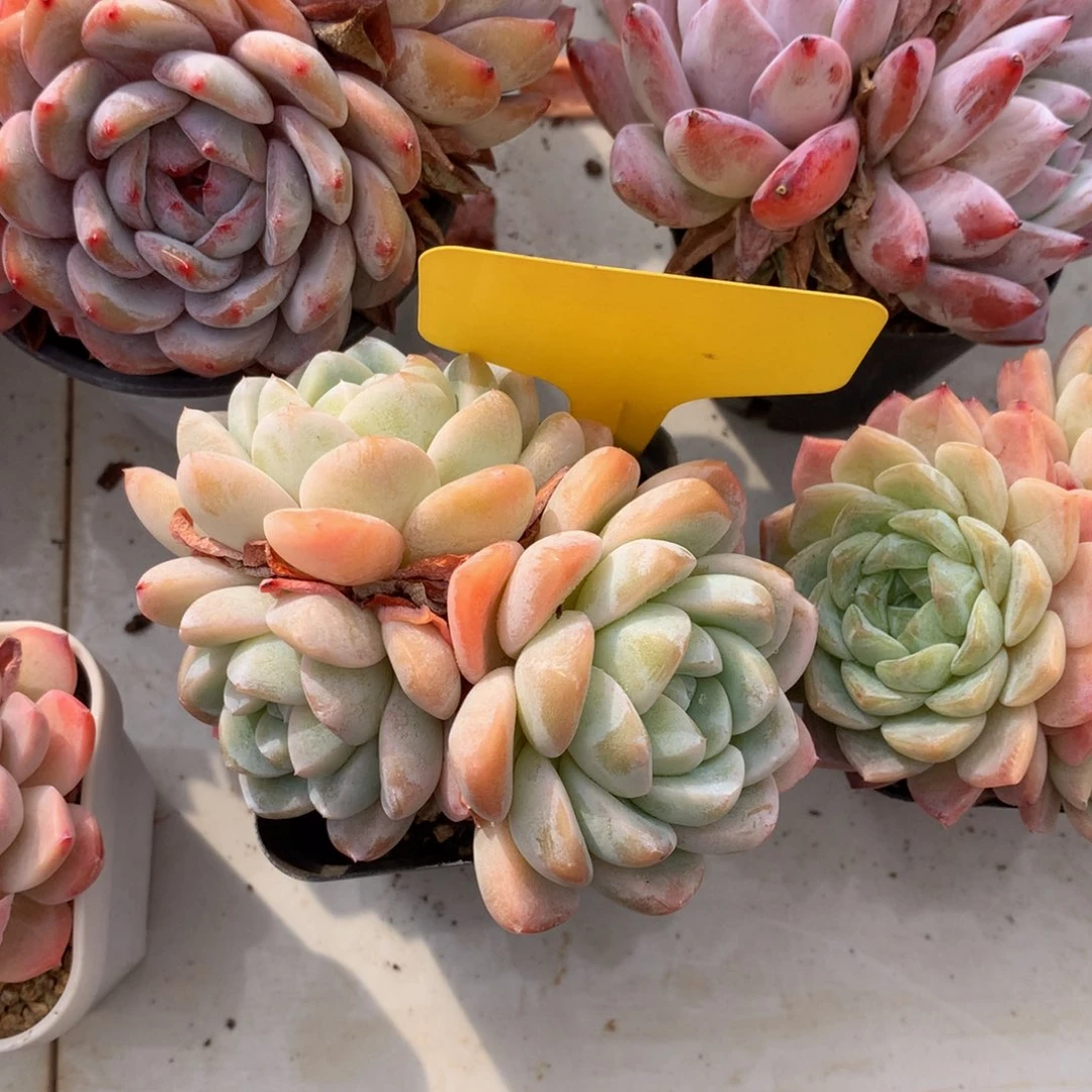 三头冰玉7272727272727