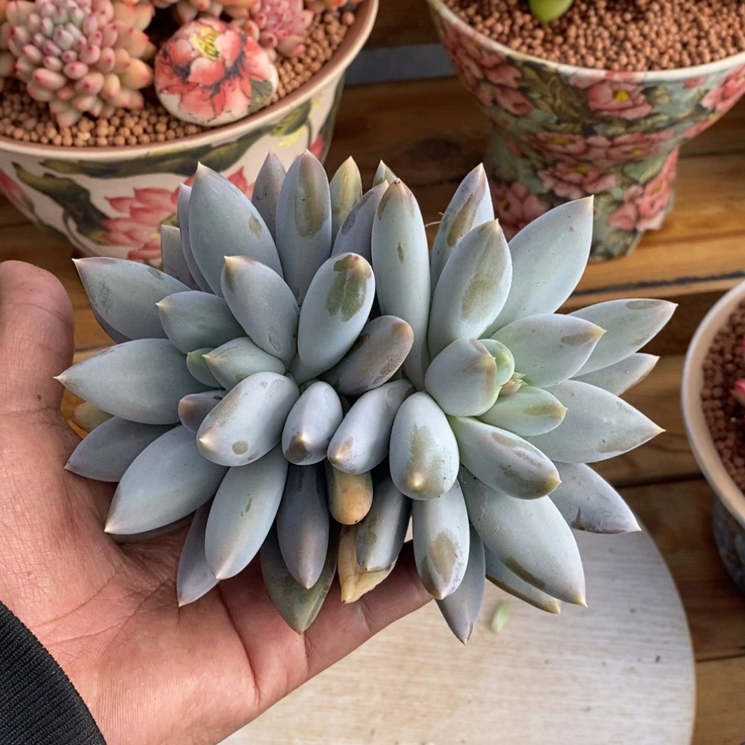 黄胖体哥特萝莉多肉