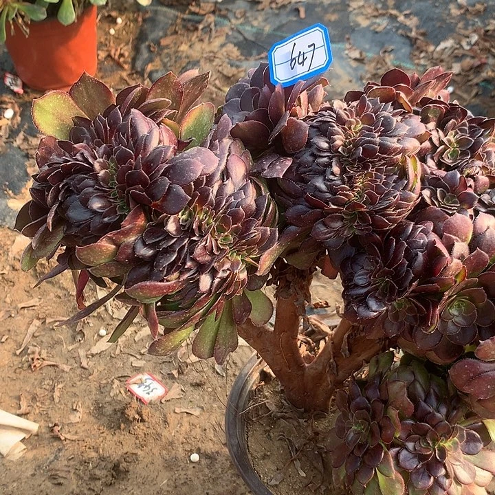 荷兰圆叶缀多肉植物647