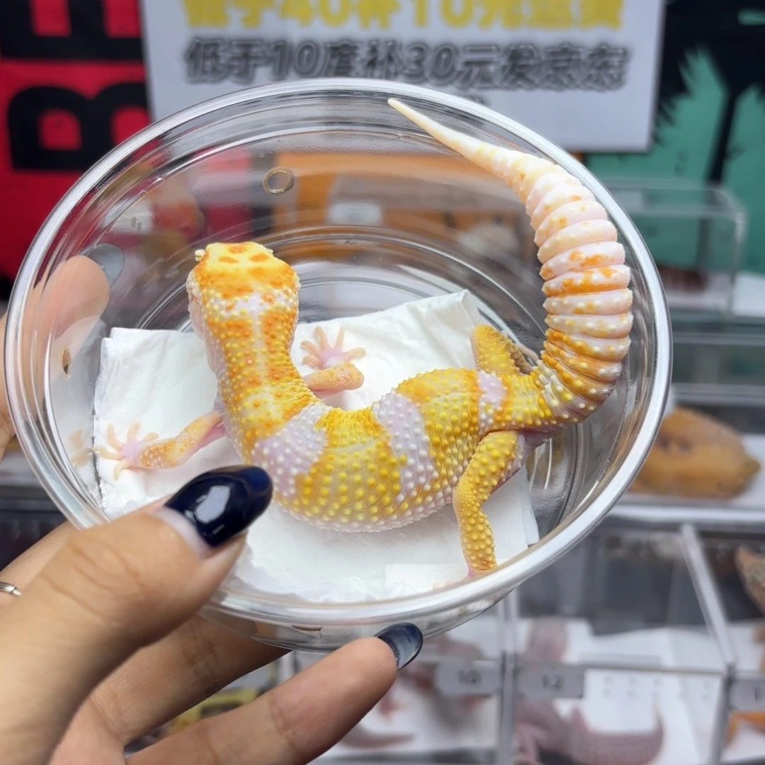 豹纹守宫白黄川普蜡笔妹妹Y37