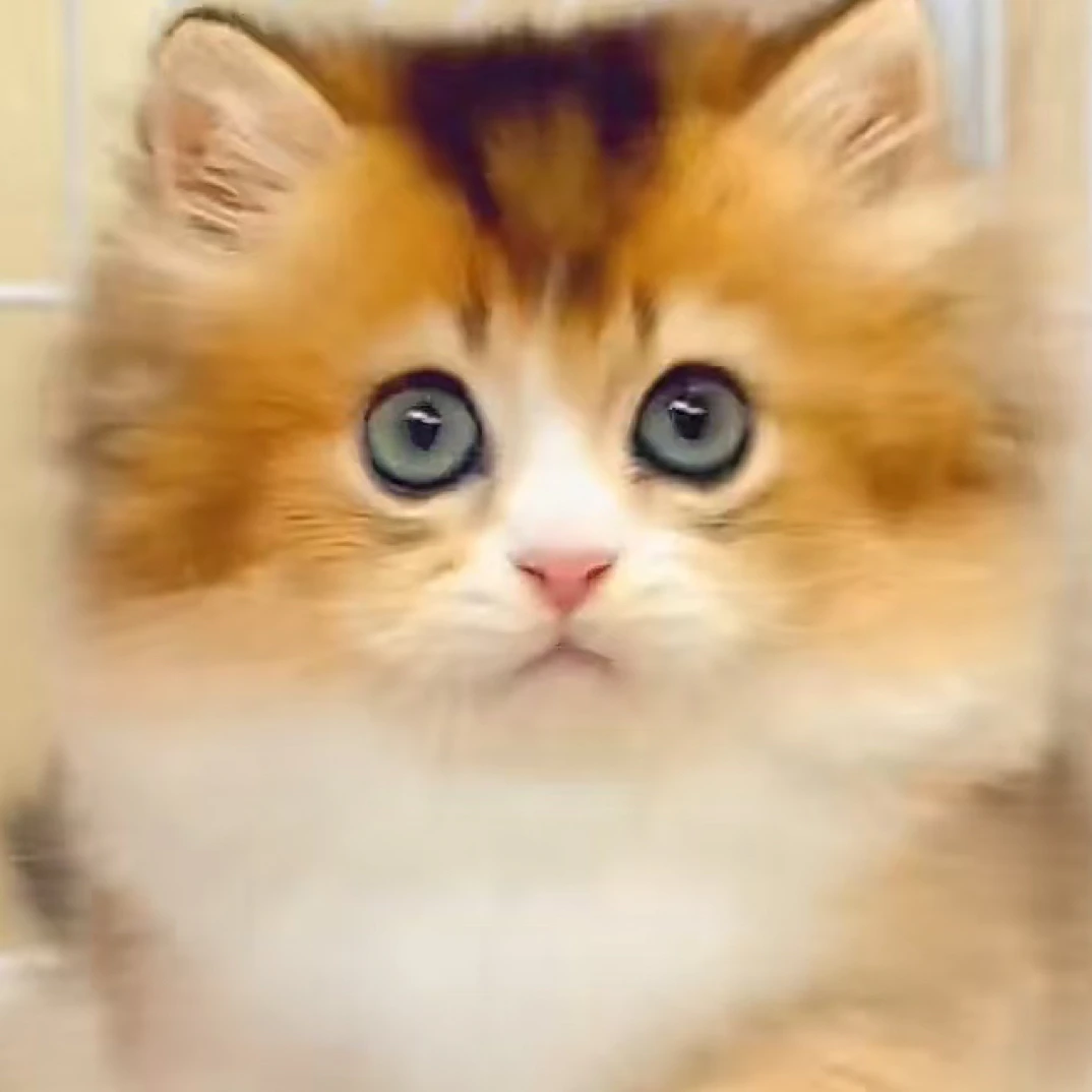 可爱含金渐层蓝金