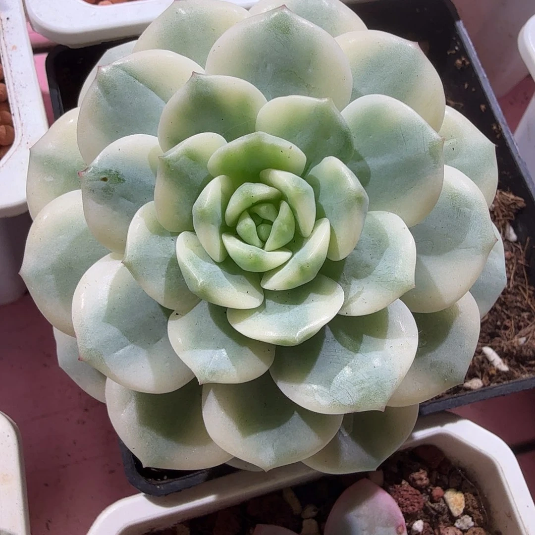 醉心锦，多肉植物。