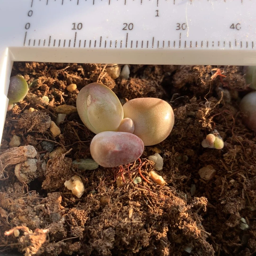 红拉丝基因不满28发到付，发一片叶，~