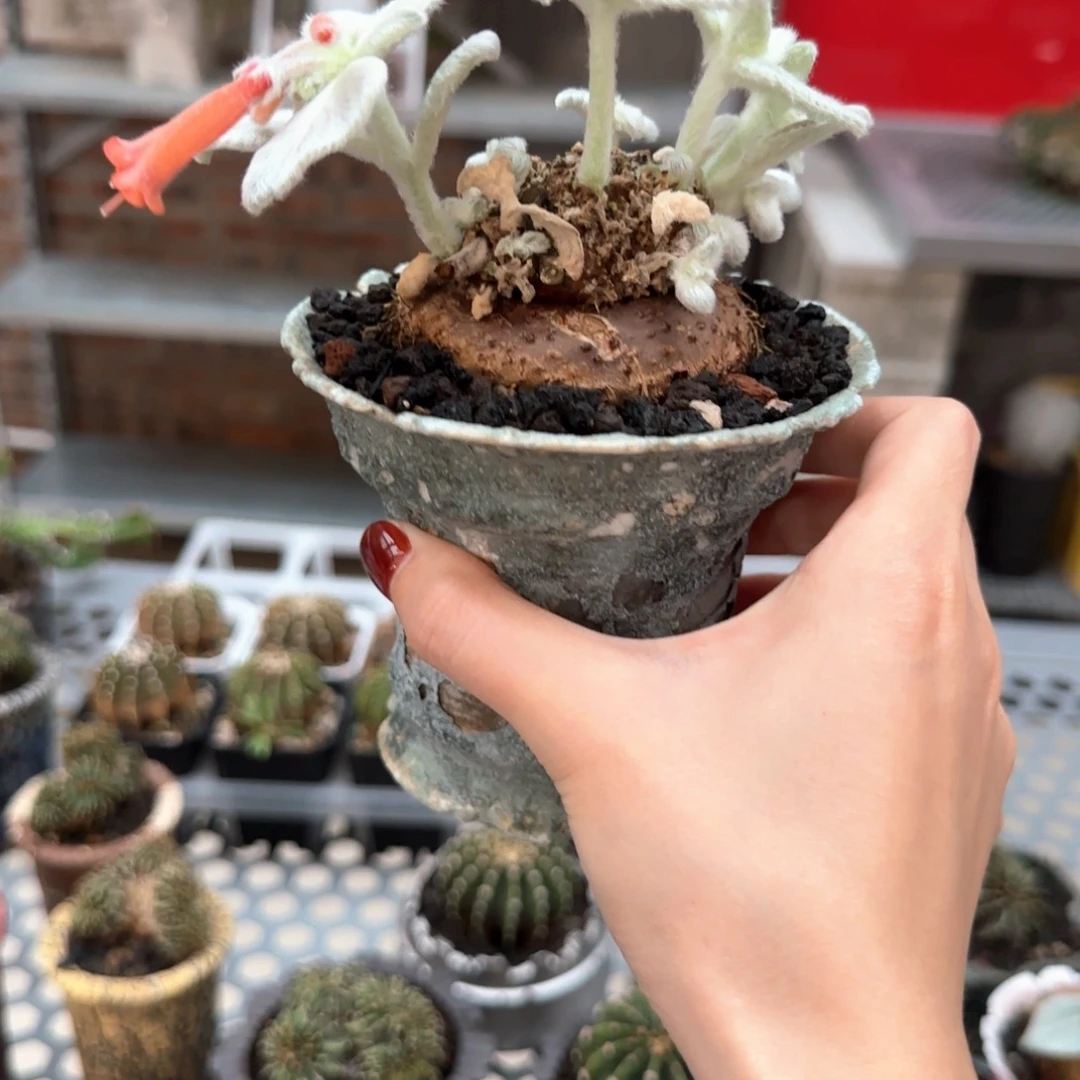 断崖女王一物一拍