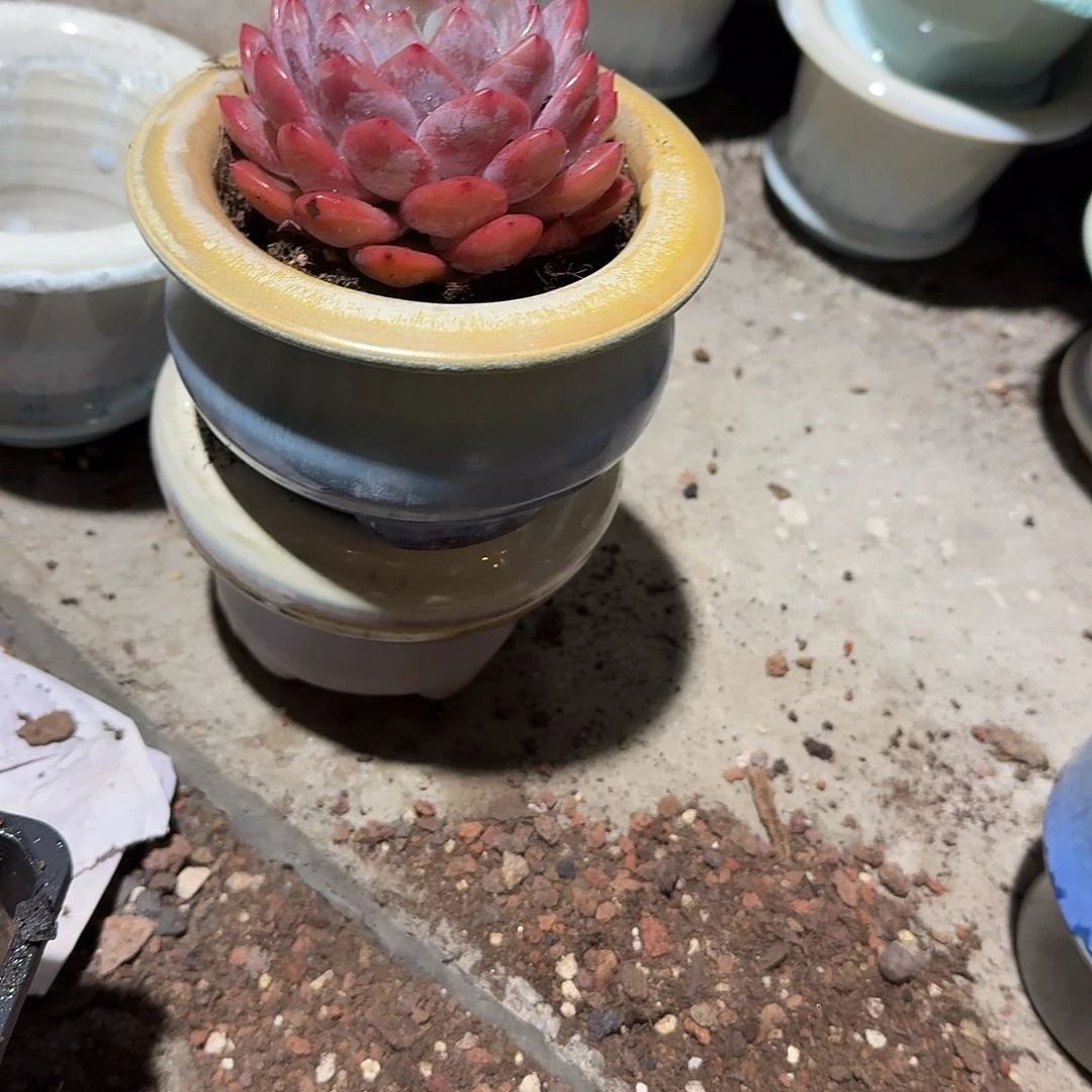 彩****两个中号花盆多肉植物