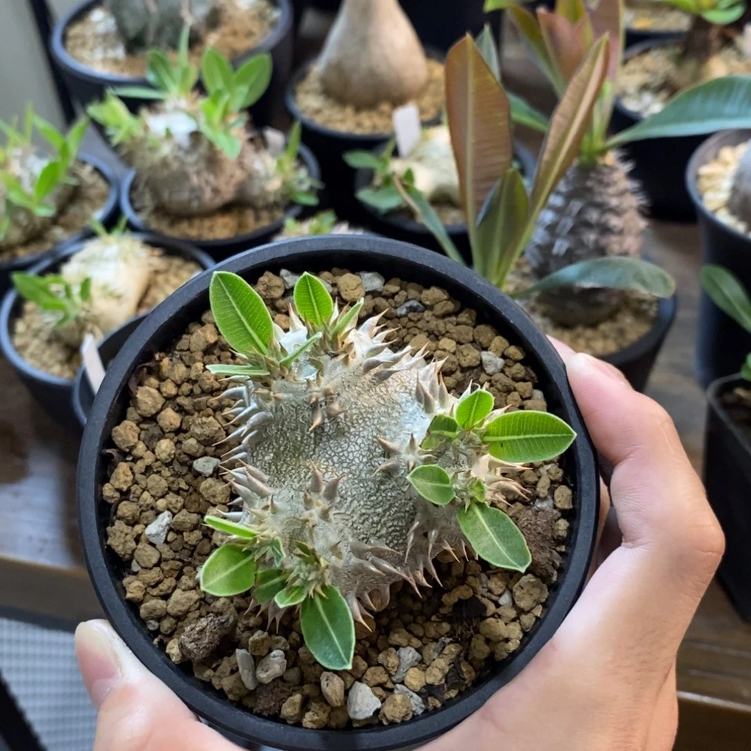 富***妹惠比大黑 实生 无双