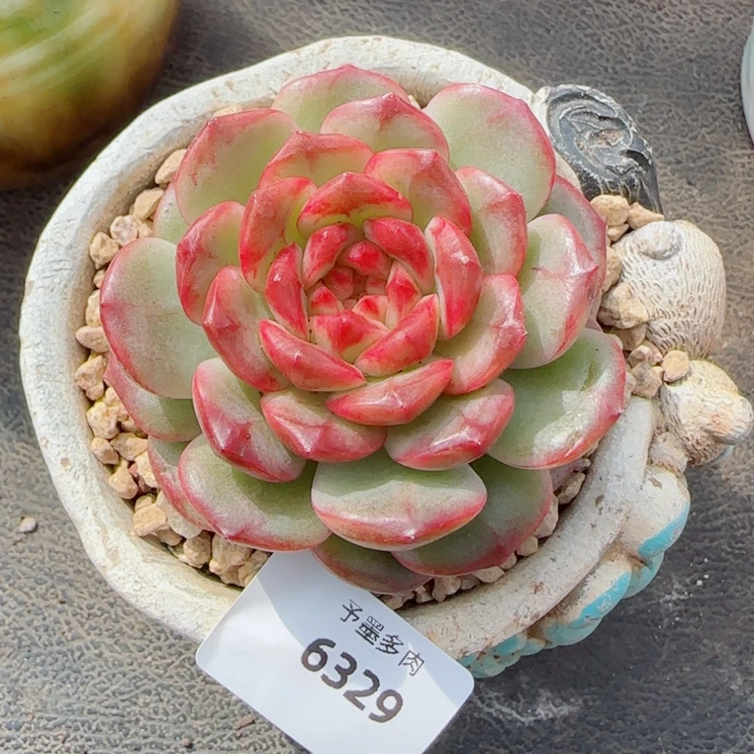 雪色玛丽，6329多肉植物