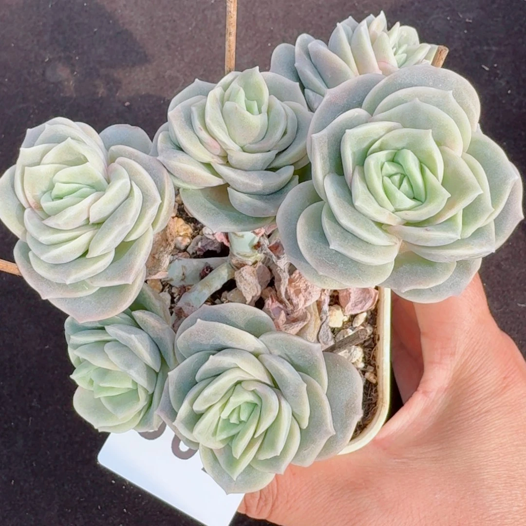 可爱玫瑰群生整装无砍      愿你一路坦途，乘风破浪展宏图