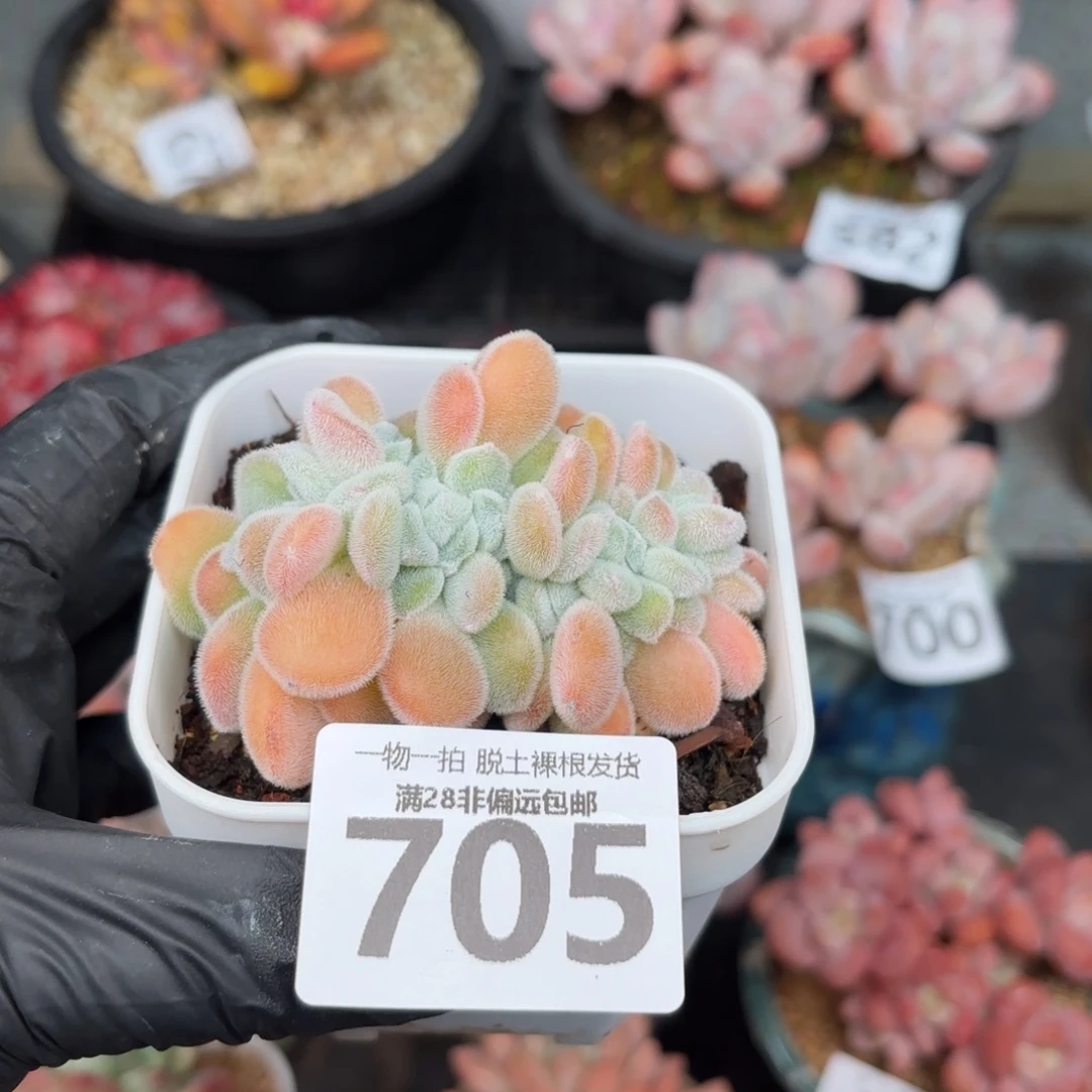 雪晃星缀化无盆土发货