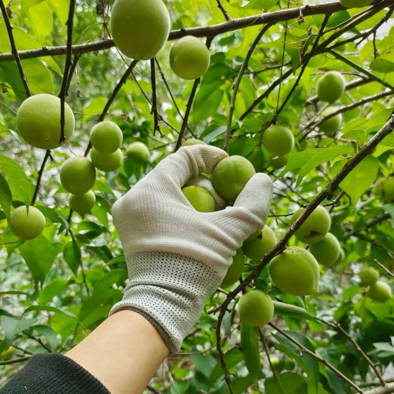 酥脆可口青梅正宗陆河青梅