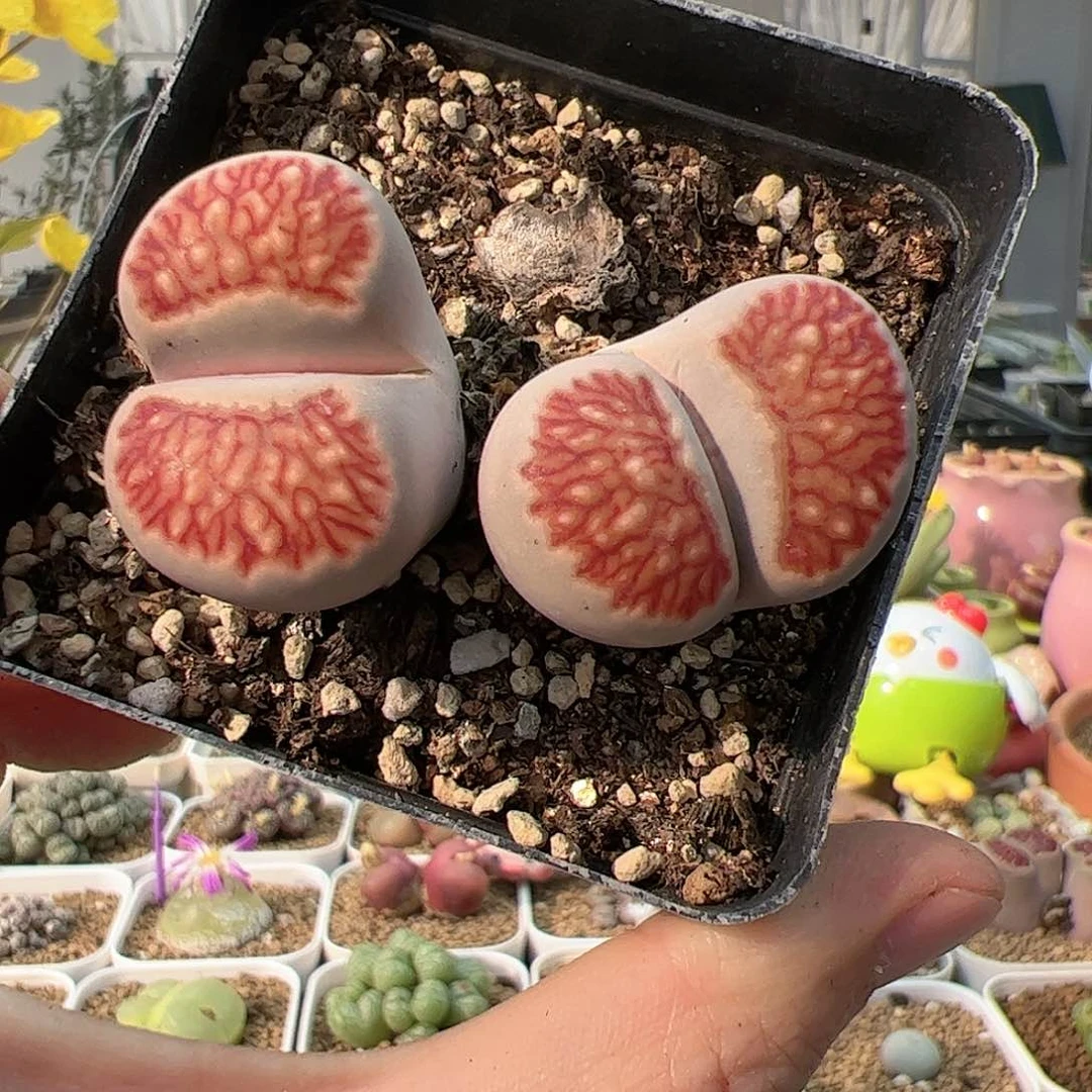 【闪购商品】235 红窗菊