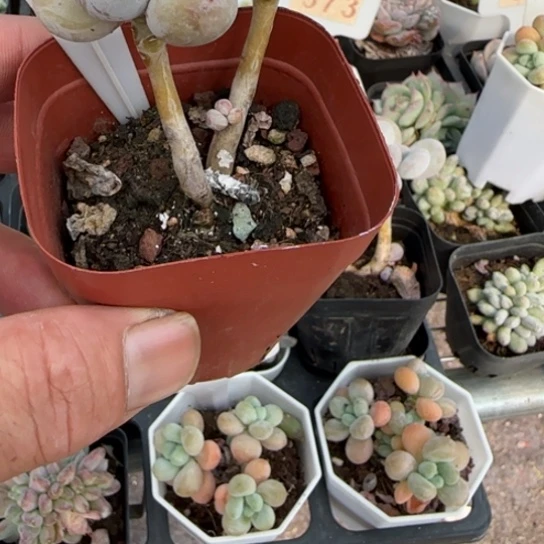 ?**?375桃美人。一物一拍多肉