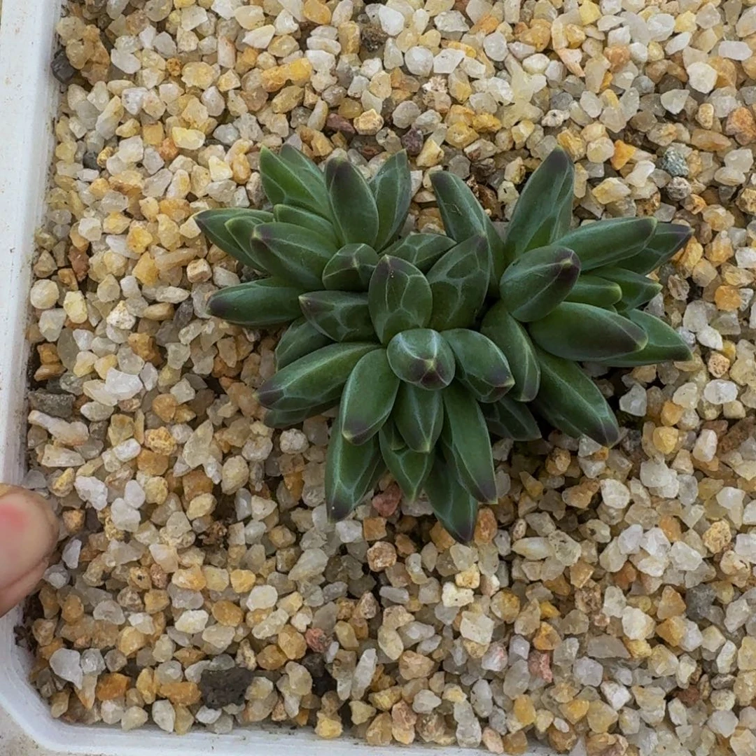 银***淼梵高美人 3头  一物一拍