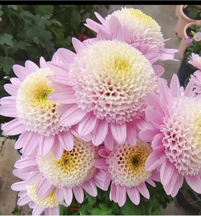 小雏菊切花菊多年生多季节开花