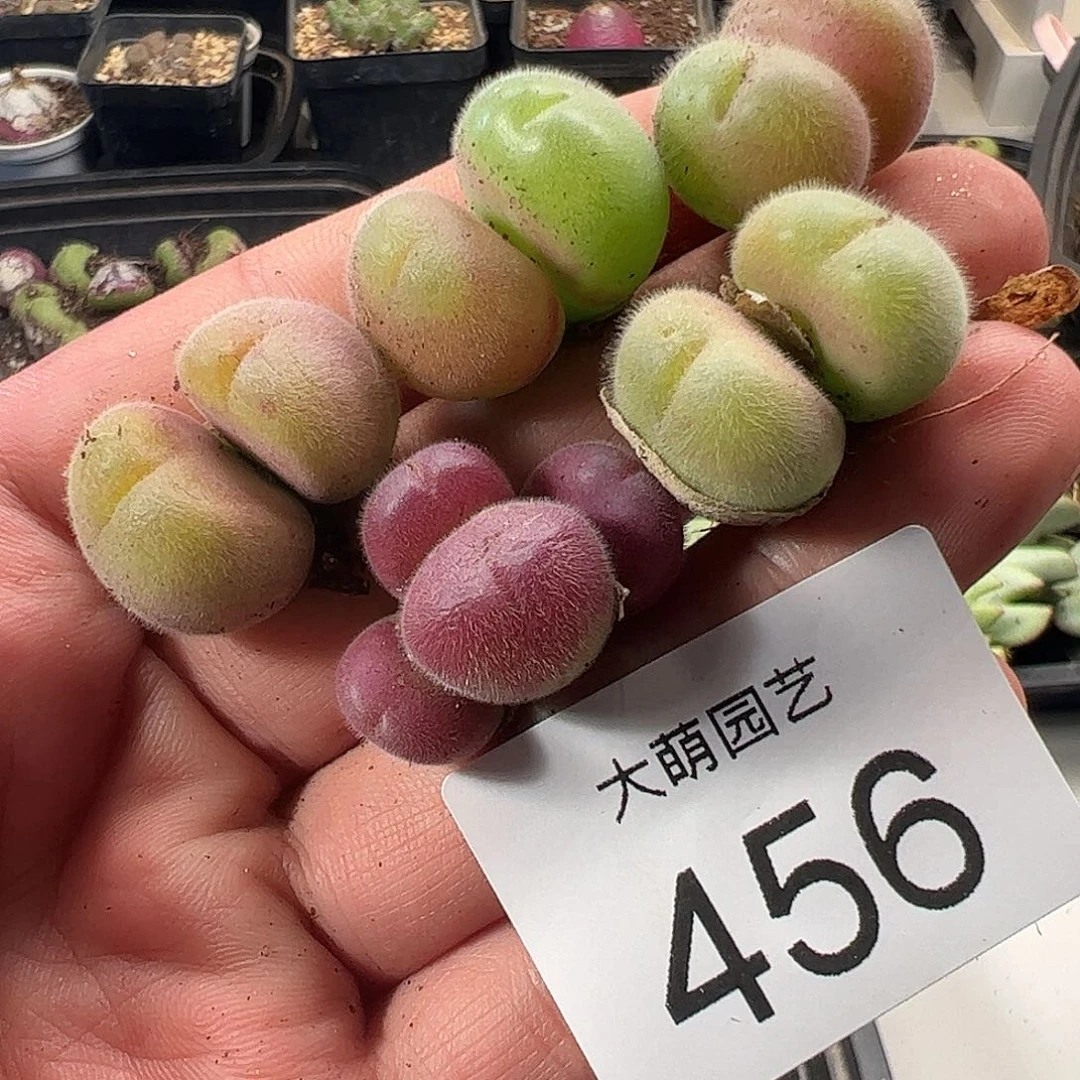 一物一拍。       456