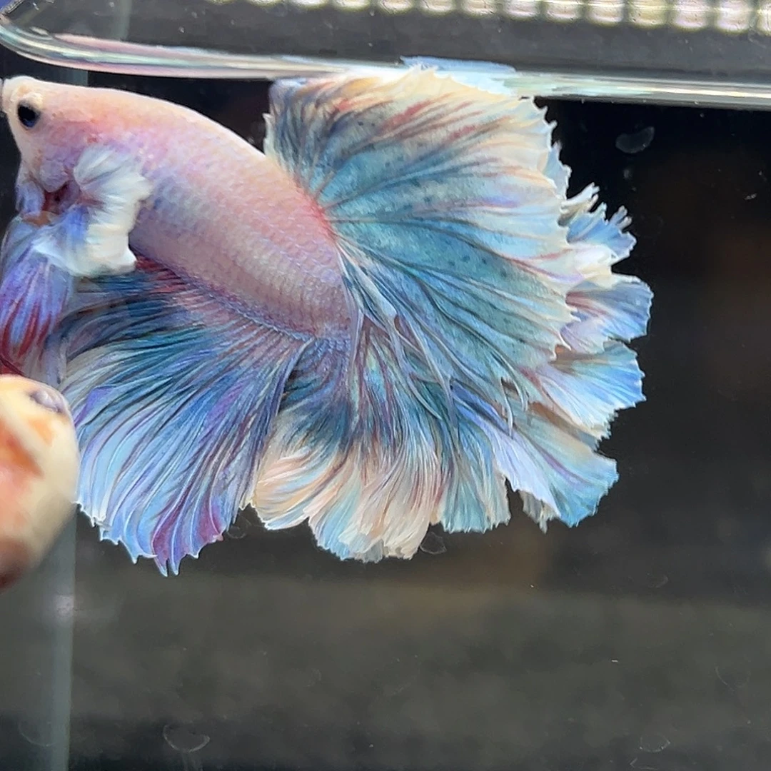 斗鱼19号紫蓝色厚重蛋糕裙