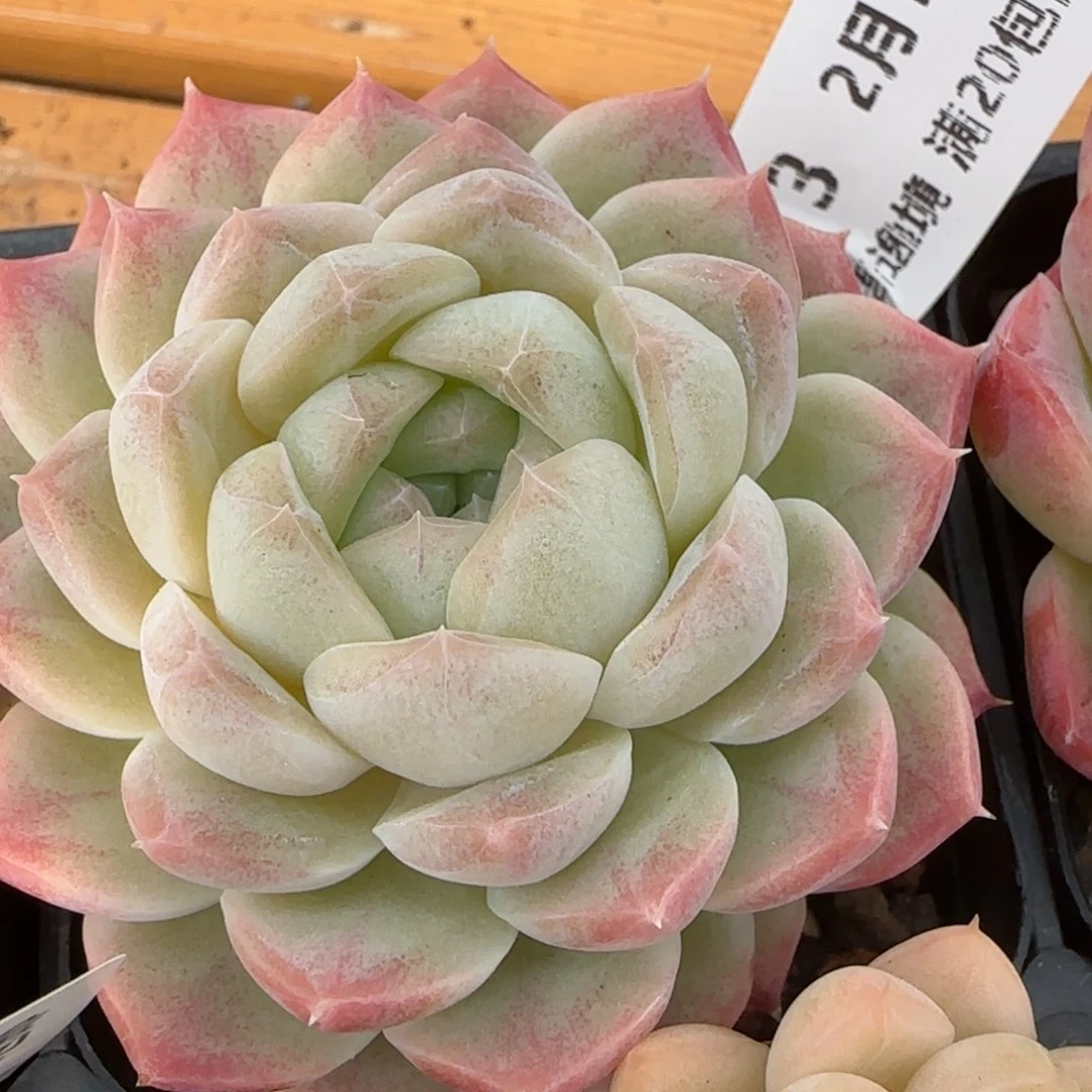 花语逸镜0214-313