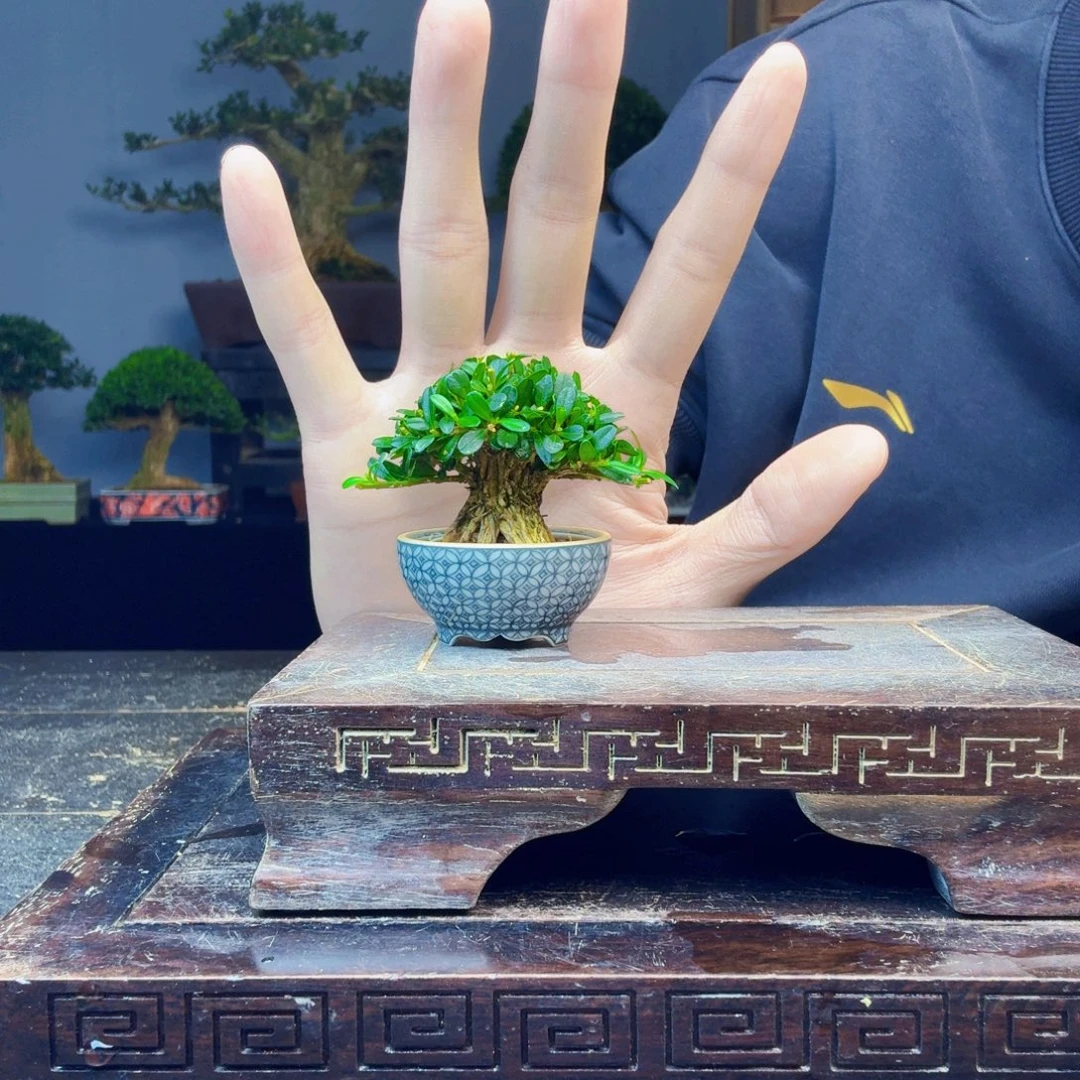 艺***_无花朵黄杨盆景一物一拍