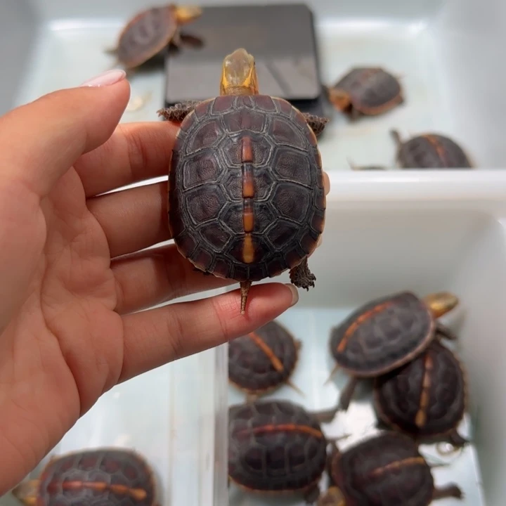 用***8宠物龟公母搭配安缘