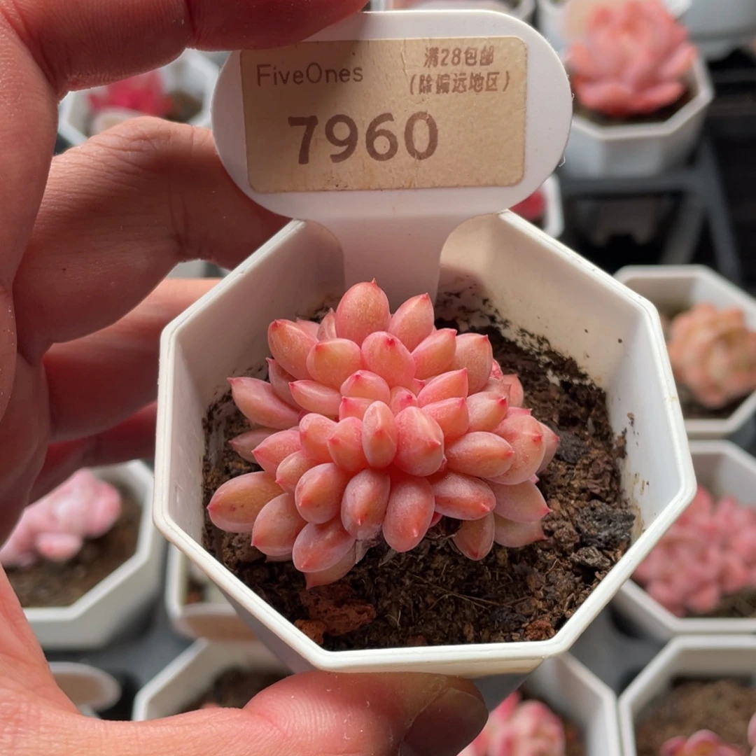 林依晨7960-5厘米